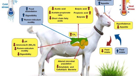 Memahami Stres Panas pada Kambing Perah: Panduan bagi Peternak Indonesia 1727057949045.jpeg