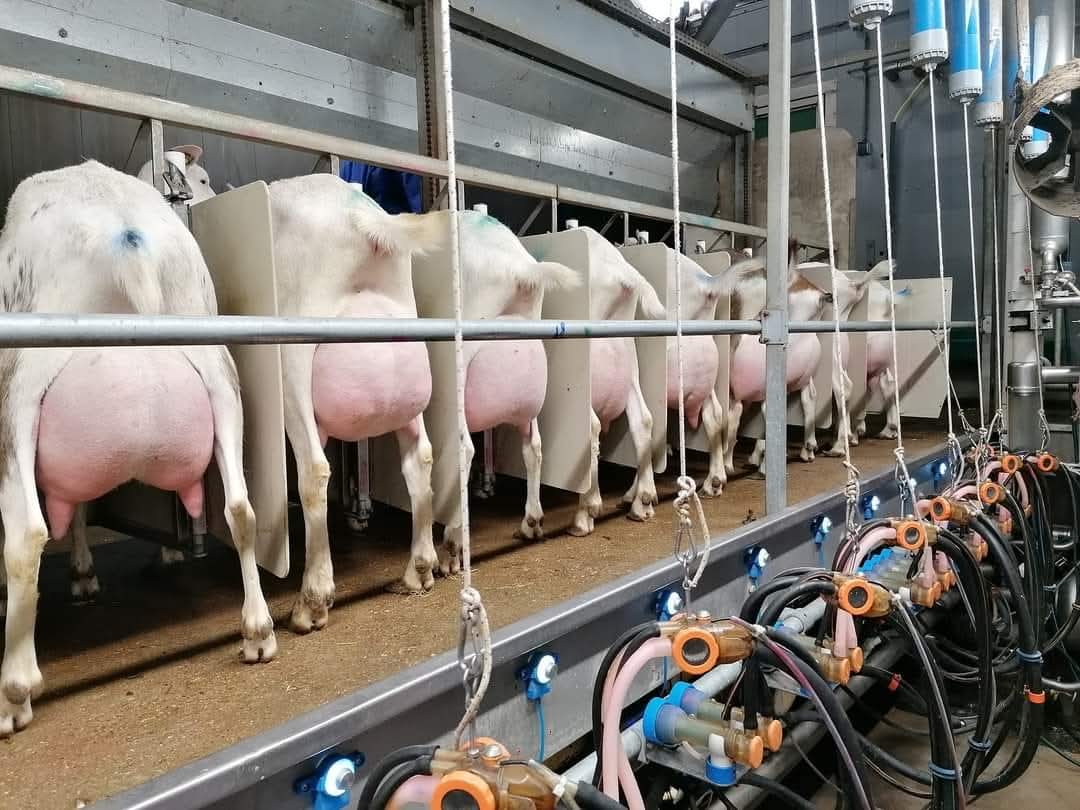 Membangun Industri Susu Beta-Kasein A2 di Indonesia: Rekomendasi Kebijakan dan Praktik Terbaik dari Belanda fb img 1749716911835.jpg